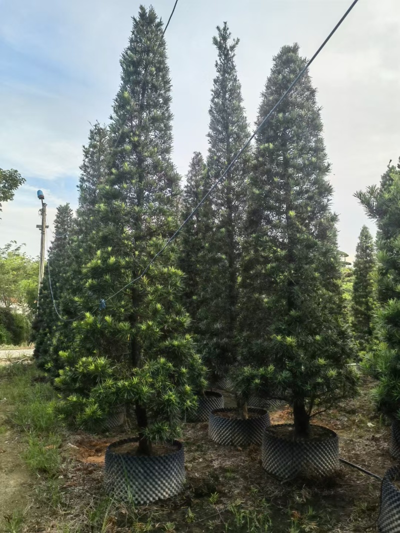 塔形罗汉松2.5米～3米～4米各规格现货，欢迎咨询