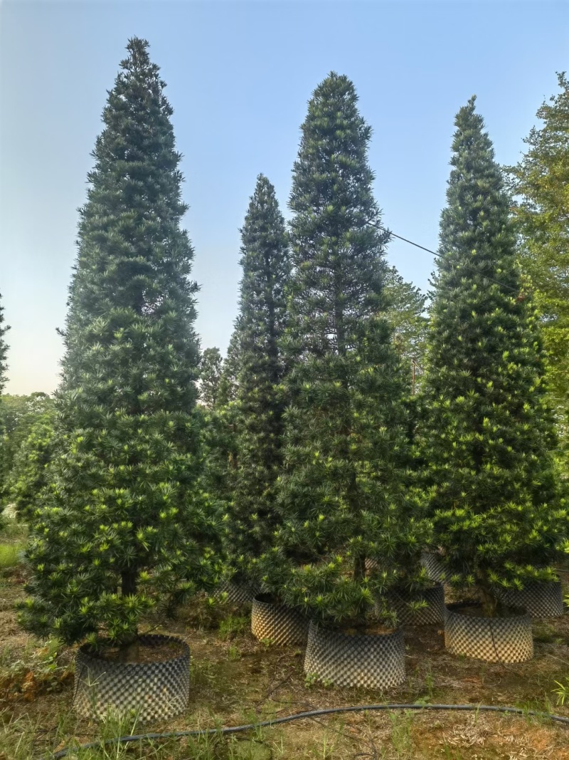塔形罗汉松2.5米～3米～4米各规格现货，欢迎咨询