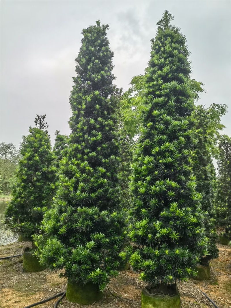 塔形罗汉松2.5米～3米～4米各规格现货，欢迎咨询