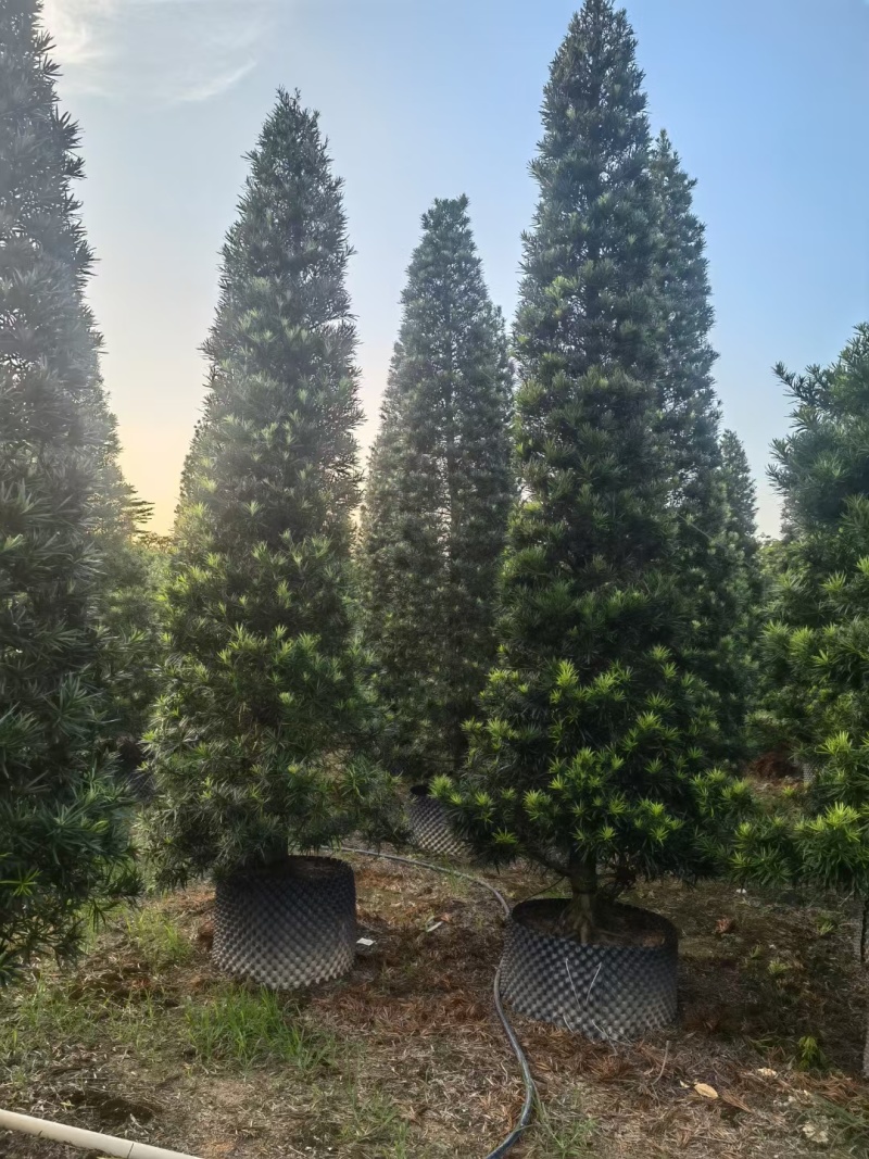 塔形罗汉松2.5米～3米～4米各规格现货，欢迎咨询
