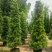 塔形罗汉松2.5米～3米～4米各规格现货，欢迎咨询