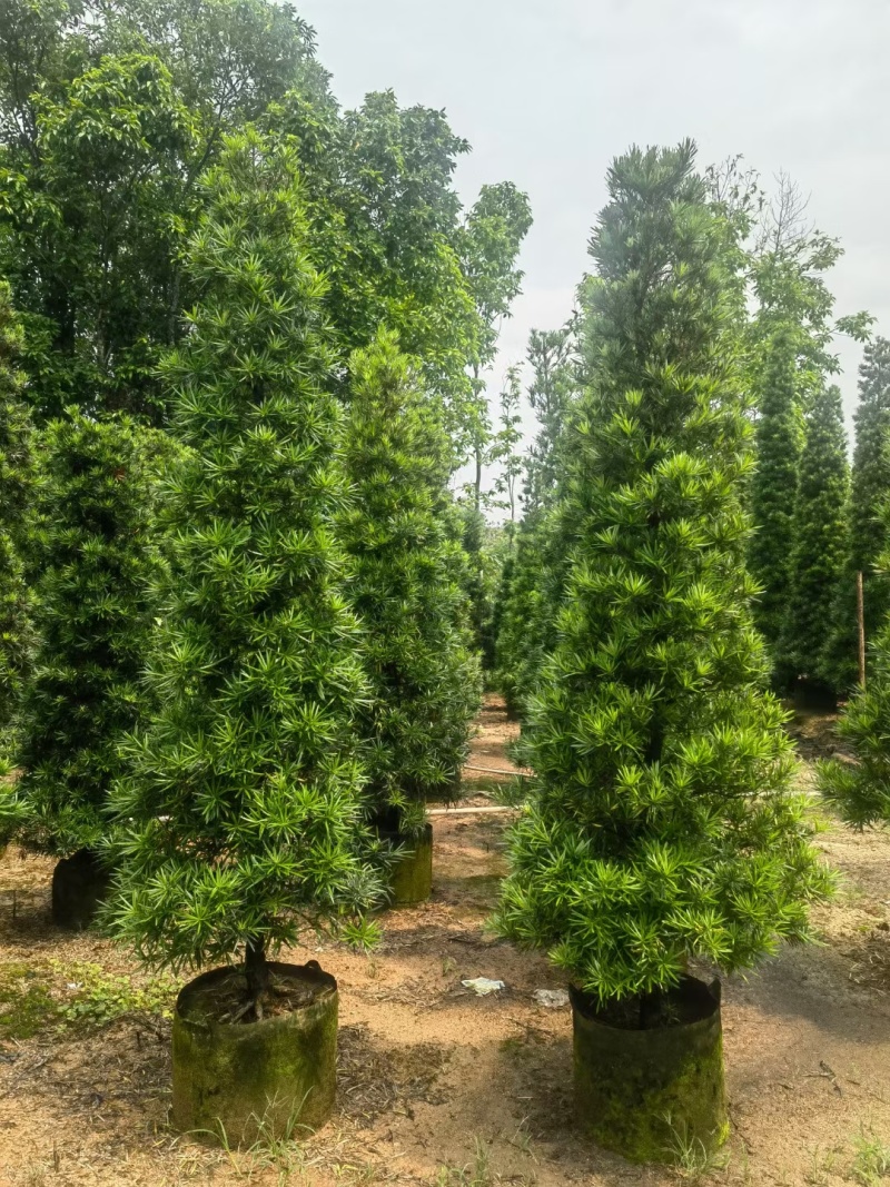 塔形罗汉松2.5米～3米～4米各规格现货，欢迎咨询