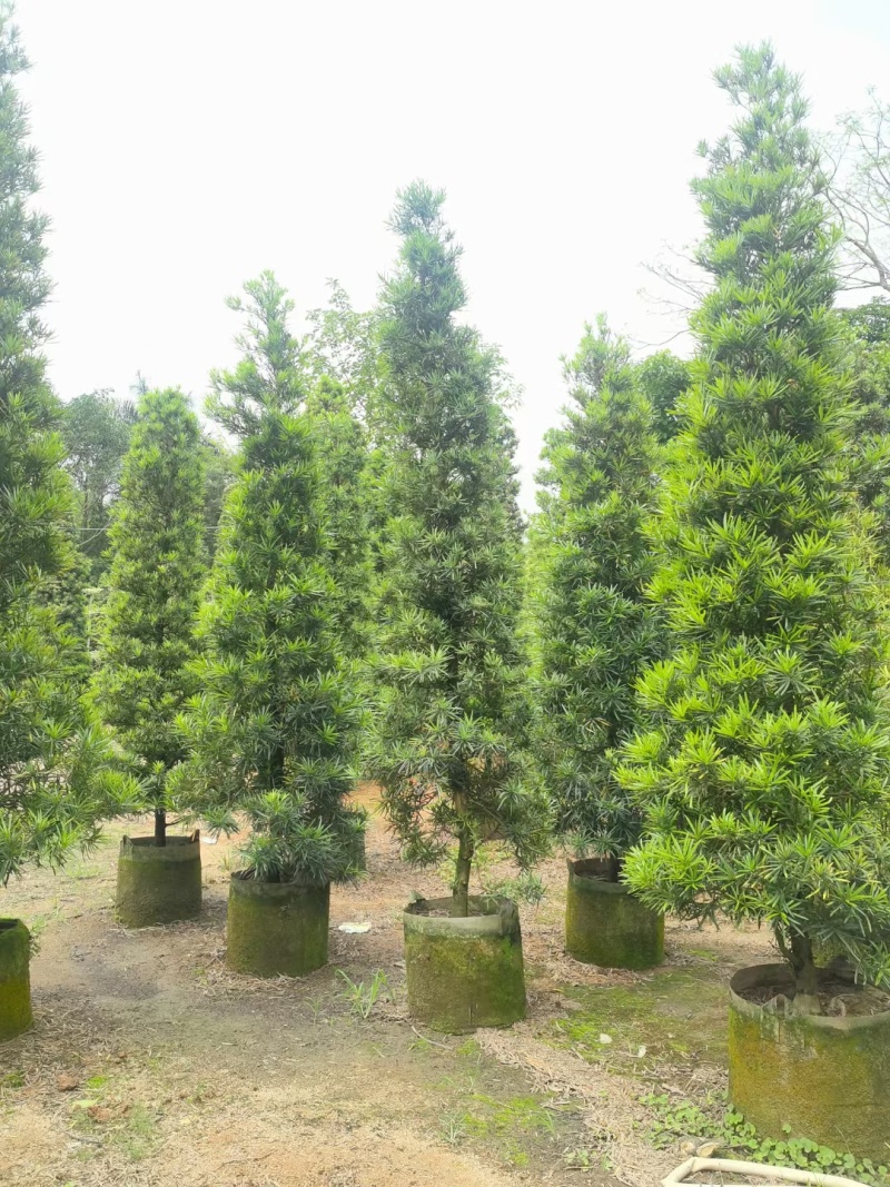 塔形罗汉松2.5米～3米～4米各规格现货，欢迎咨询