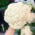 小米粒有机菜花乳白色松花菜精品花菜现摘现发品质新鲜