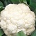 小米粒有机菜花乳白色松花菜精品花菜现摘现发品质新鲜