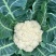 小米粒有机菜花乳白色松花菜精品花菜现摘现发品质新鲜