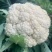 小米粒有机菜花乳白色松花菜精品花菜现摘现发品质新鲜