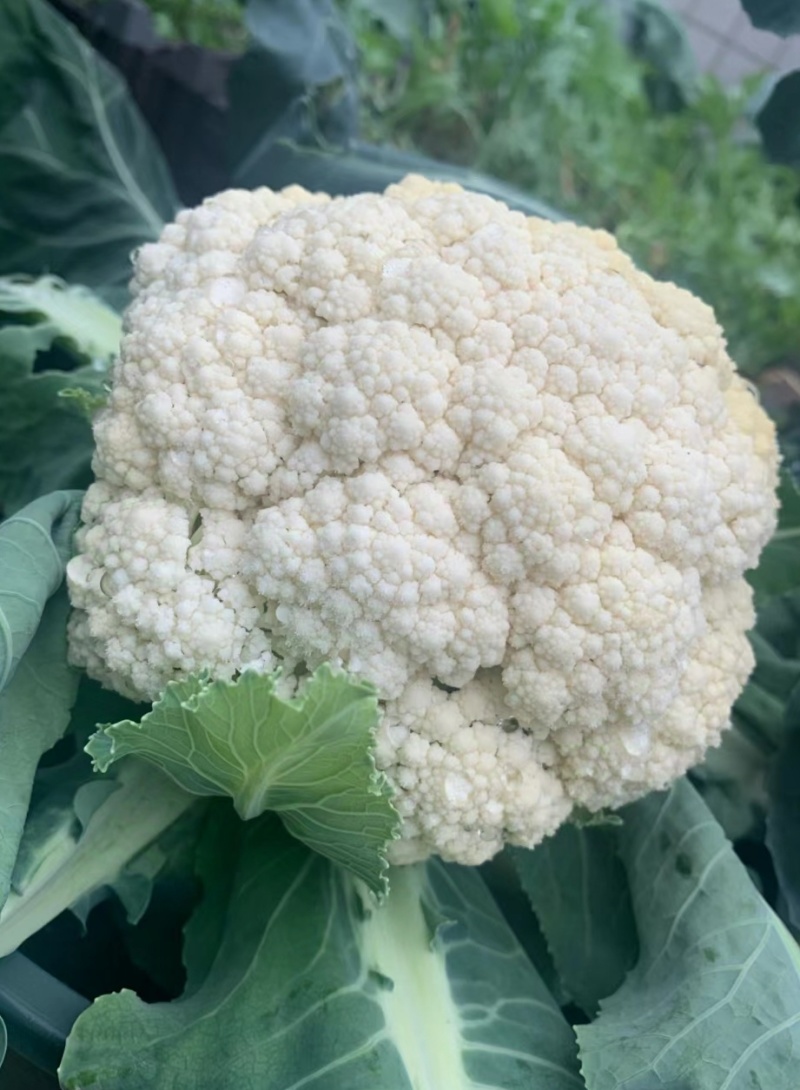 小米粒有机菜花乳白色松花菜精品花菜现摘现发品质新鲜