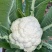 小米粒有机菜花乳白色松花菜精品花菜现摘现发品质新鲜