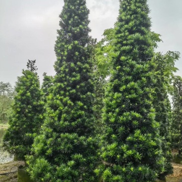 塔形罗汉松2.5米～3米～4米各规格现货，欢迎咨询