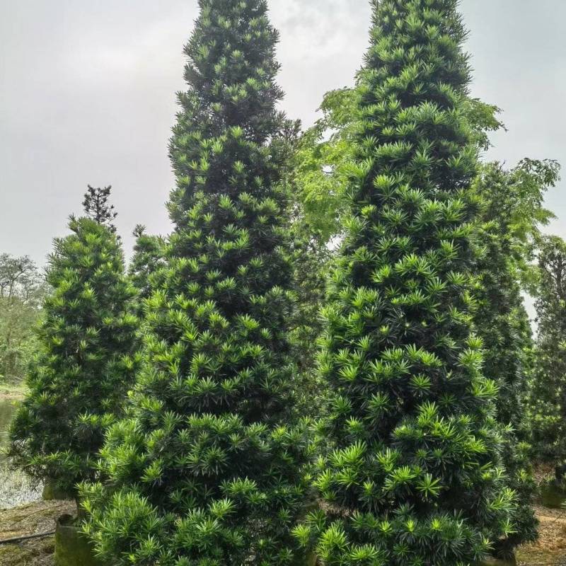 塔形罗汉松2.5米～3米～4米各规格现货，欢迎咨询