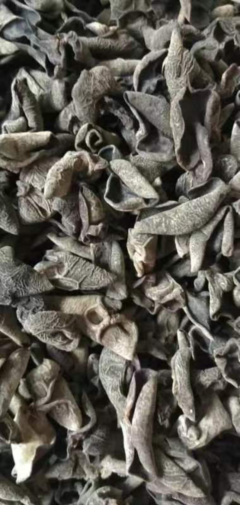 精品东北黑木耳口感好，味道纯正可视频看货