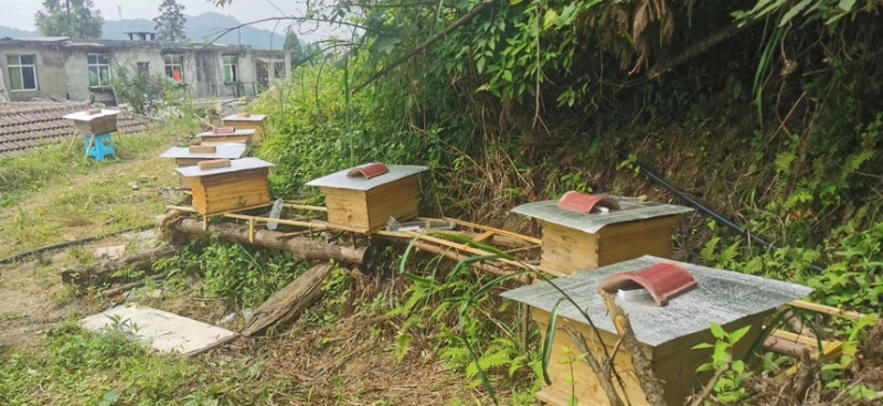 重庆武隆区罗蜂子土蜂蜜自产自销高山养殖