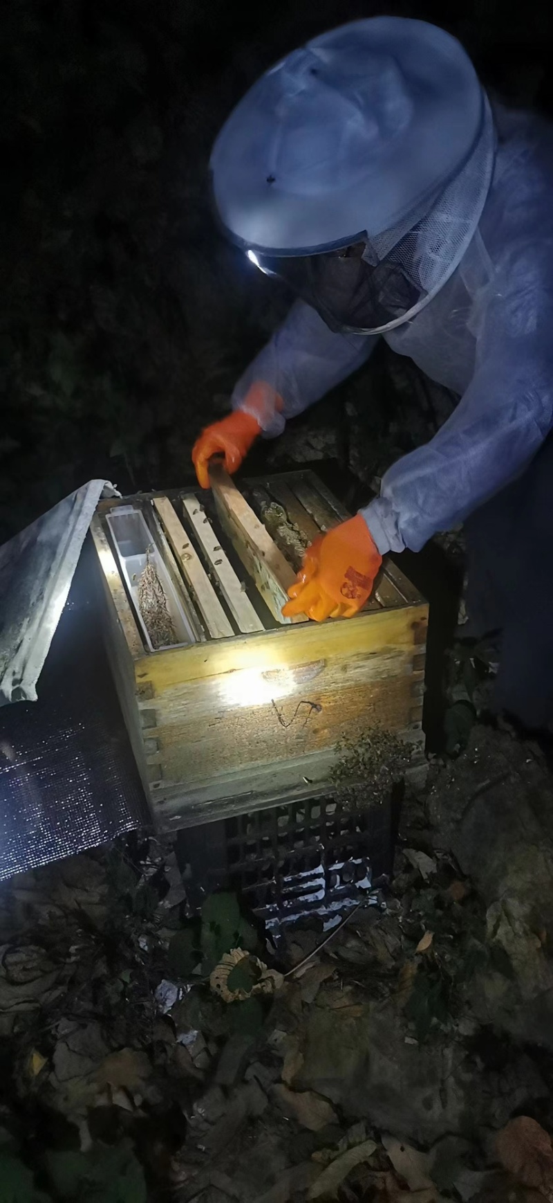 土蜂蜜重庆武隆区蜂蜜养殖场自产自销量大从优