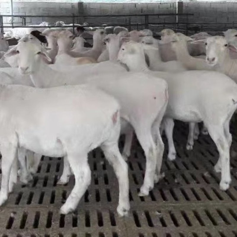 澳洲白绵羊粗毛型大型肉羊品种生长快成熟早自动脱毛