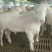 澳洲白绵羊粗毛型大型肉羊品种生长快成熟早自动脱毛