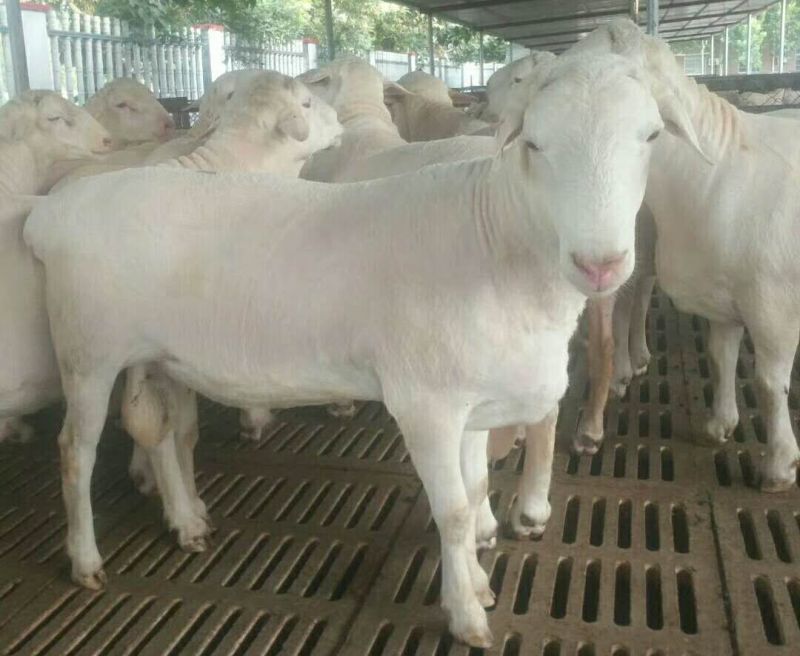澳洲白绵羊粗毛型大型肉羊品种生长快成熟早自动脱毛