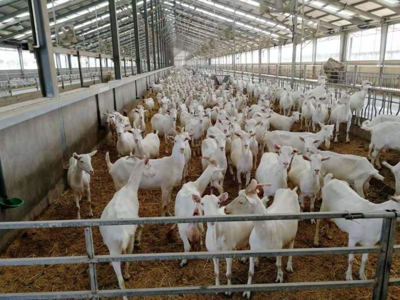 羊羔各种品种齐全养殖基地直发提供技术指导养殖经验