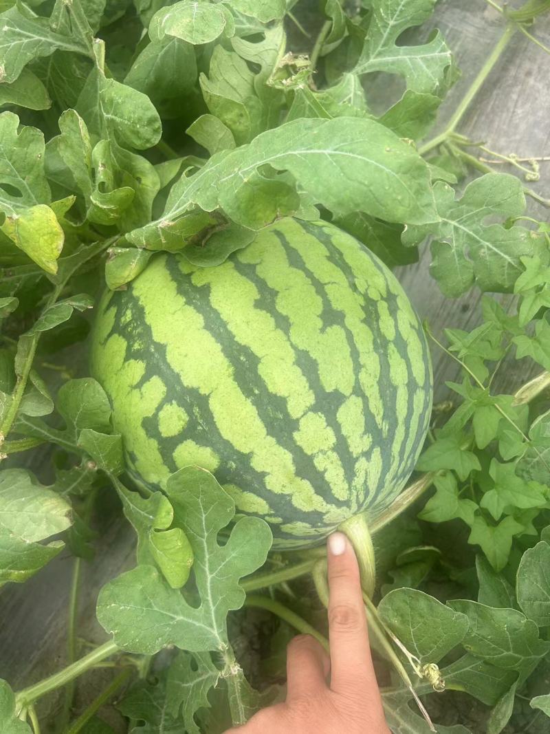 秋瓜上市需要的联系