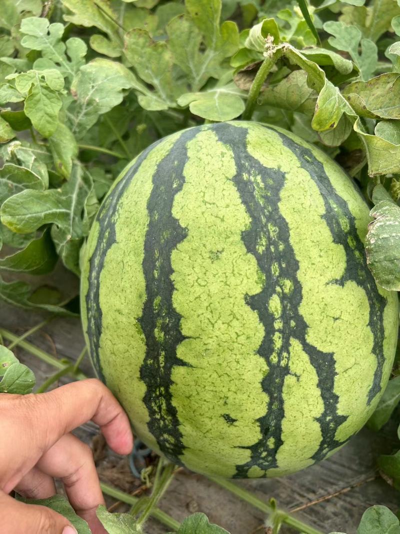 秋瓜上市需要的联系