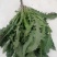 大苦菜