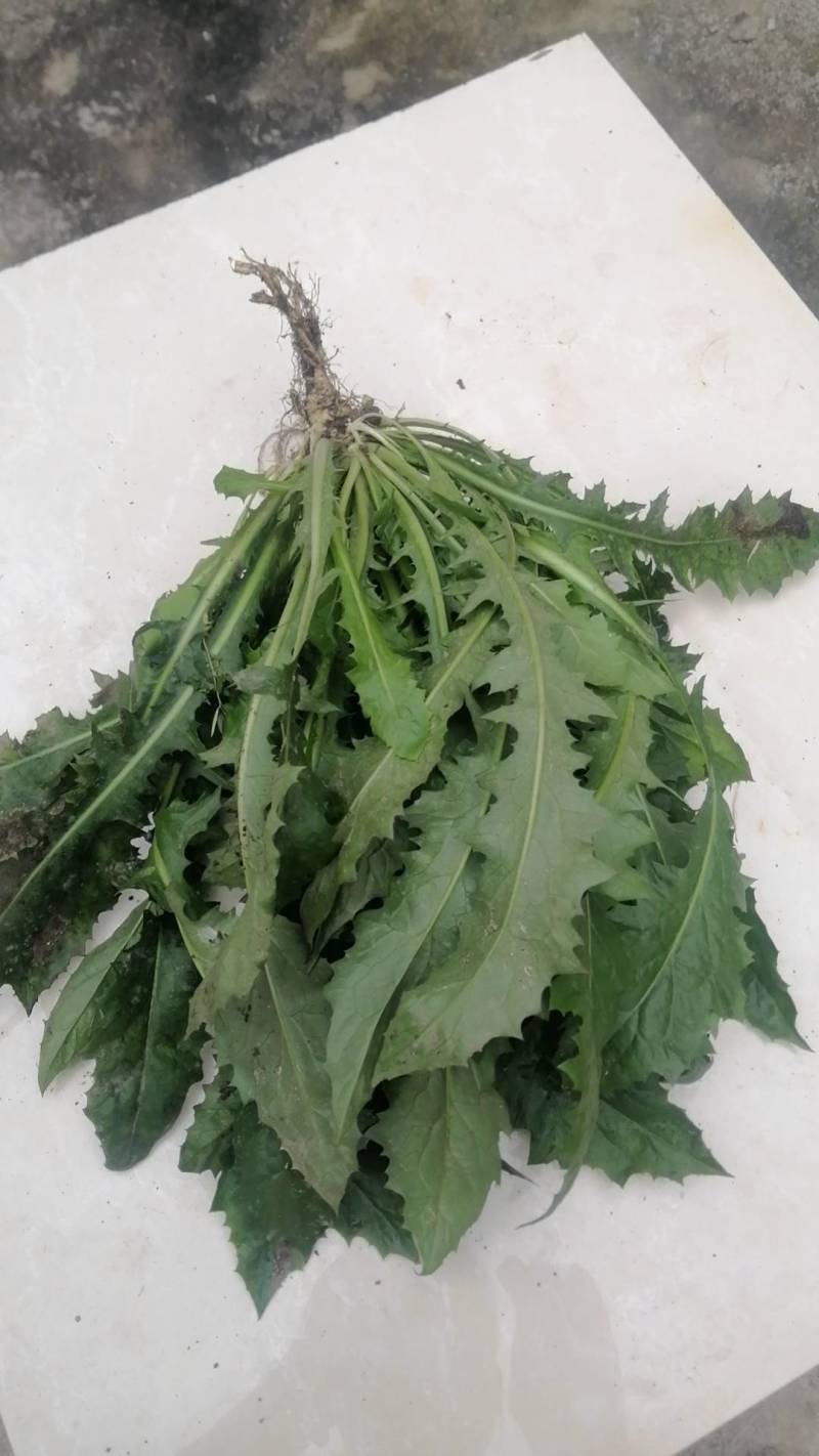 大苦菜