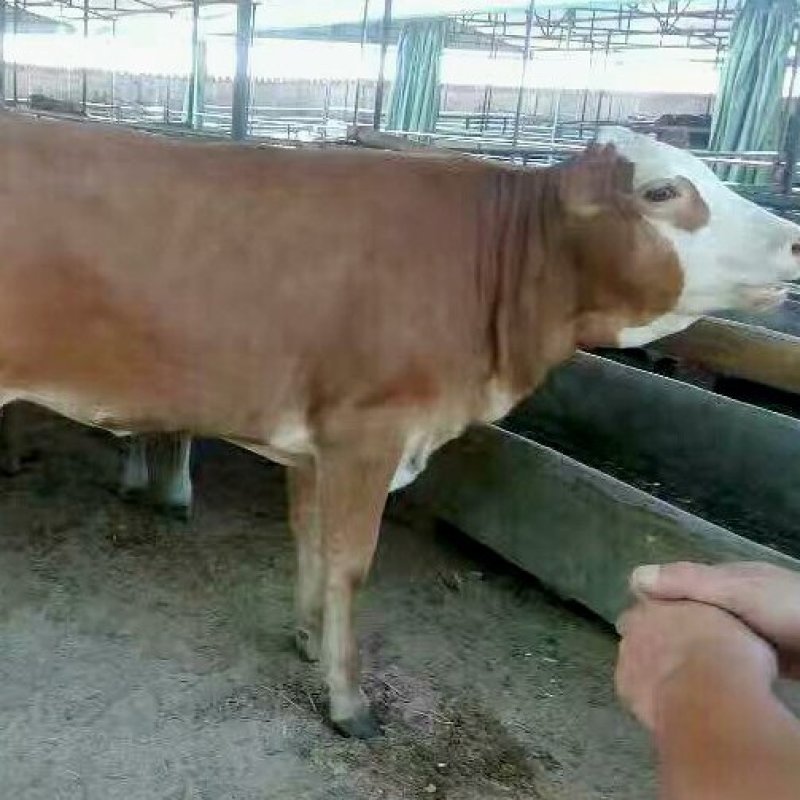 多元杂交肉牛犊，杂交牛犊适应性强成活率高包送到家提供技术