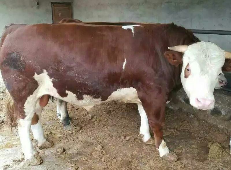 多元杂交肉牛犊，杂交牛犊适应性强成活率高包送到家提供技术