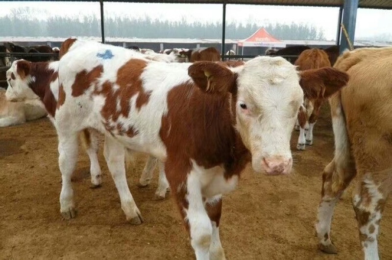 多元杂交肉牛犊，杂交牛犊适应性强成活率高包送到家提供技术