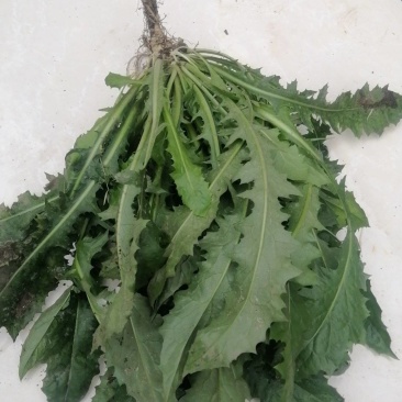 大苦菜