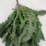 大苦菜