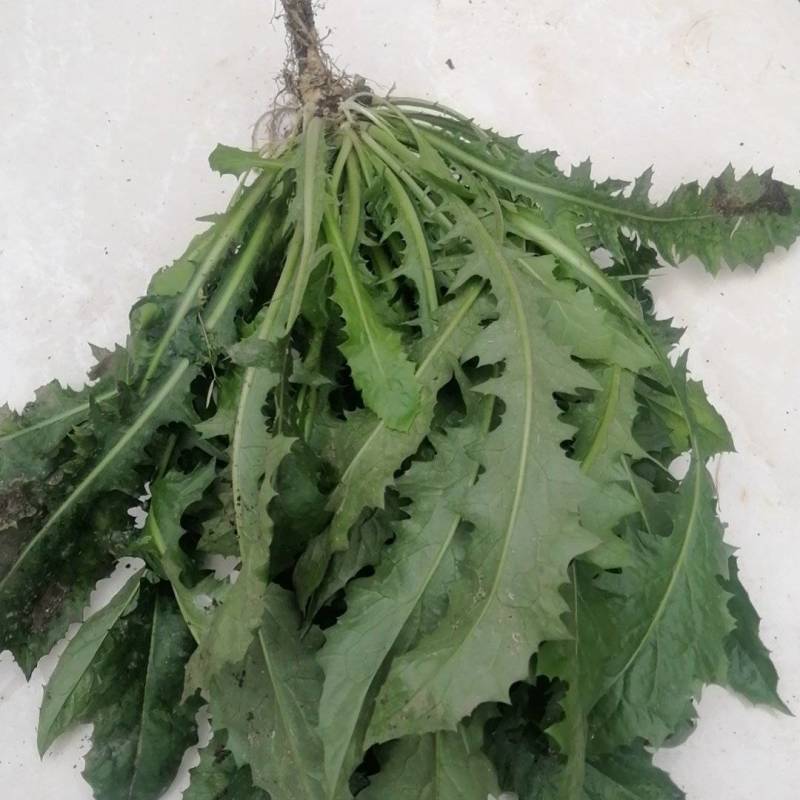 大苦菜