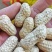 【湖北白沙系列花生】湖北鲜花生颗粒饱满产地直发