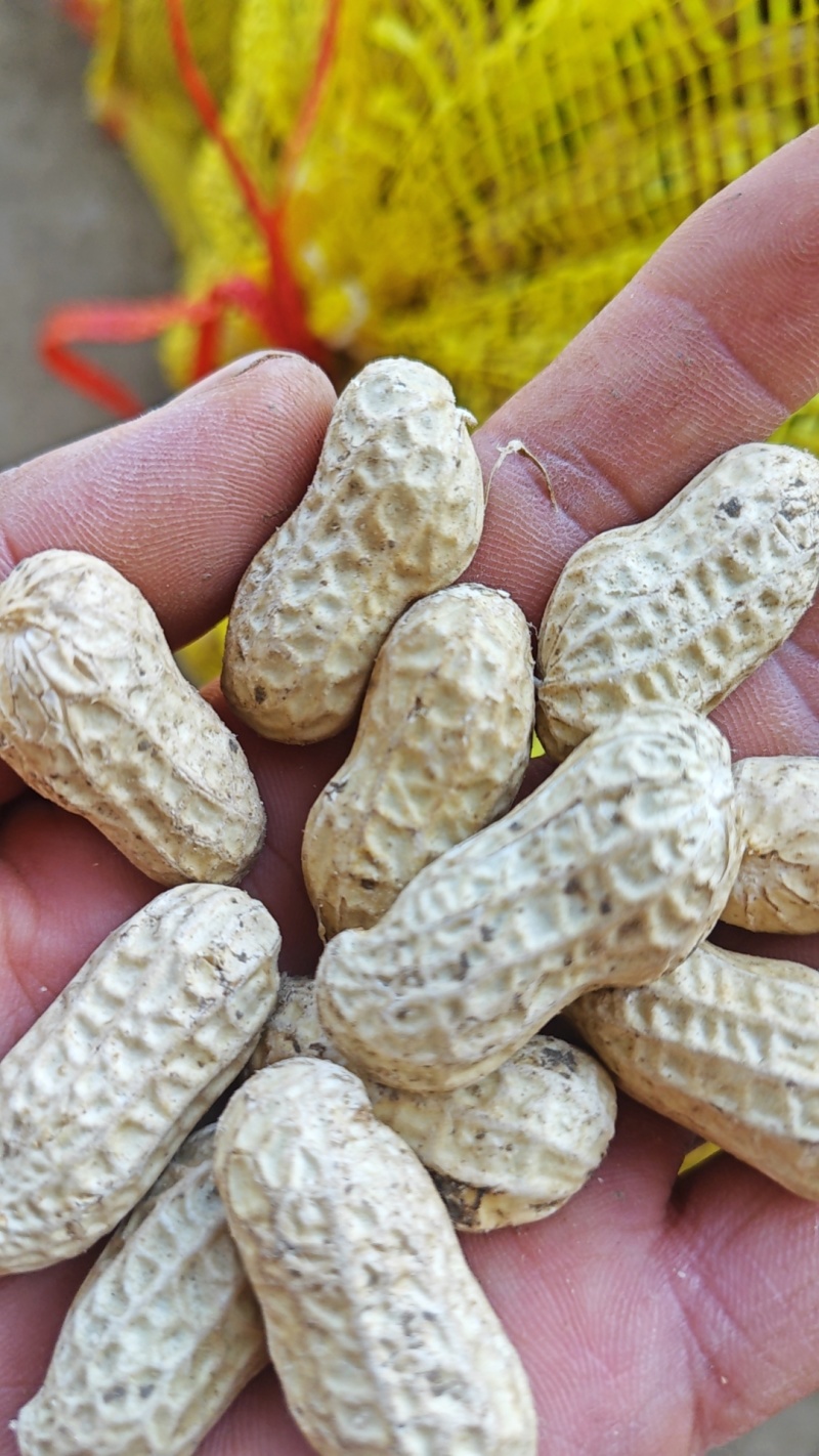【湖北白沙系列花生】湖北鲜花生颗粒饱满产地直发