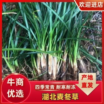 湖北麦冬草精品麦冬有土少土微土货源一手货源