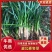 湖北麦冬草精品麦冬有土少土微土货源一手货源