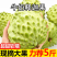 产自云南高原的高品质释迦果现正火热销售中。本店所售的释迦果,