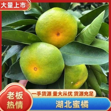 湖北高山蜜橘柑桔，个大皮薄，特早，普早，晚熟汁多无核
