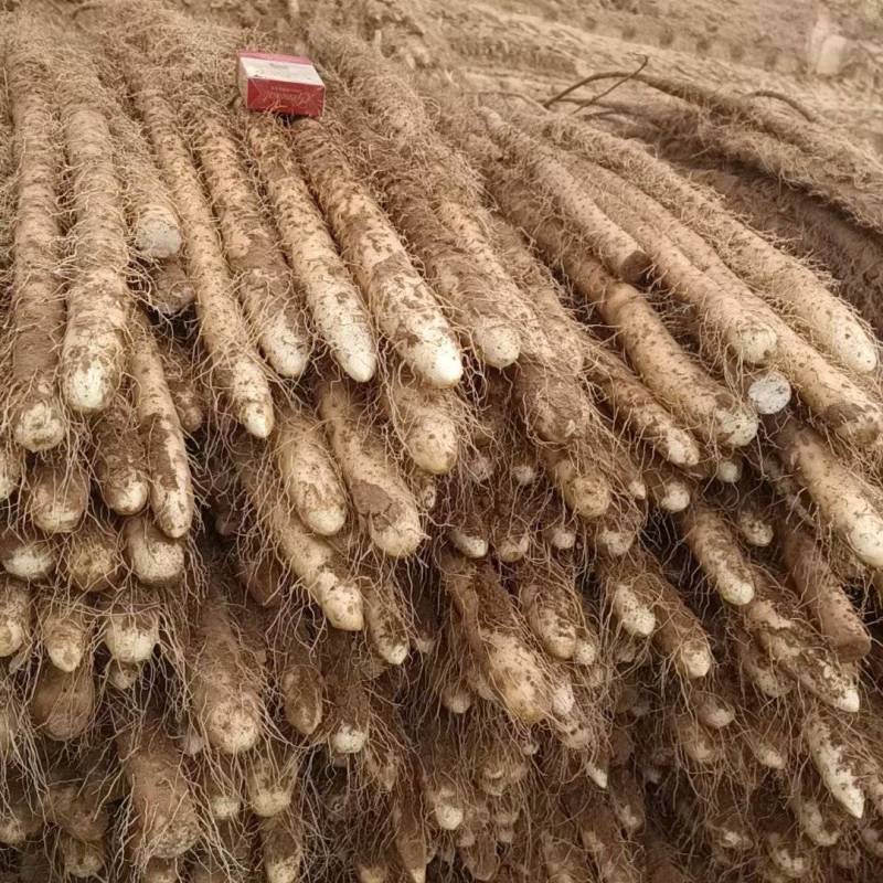 铁棍山药