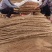 铁棍山药
