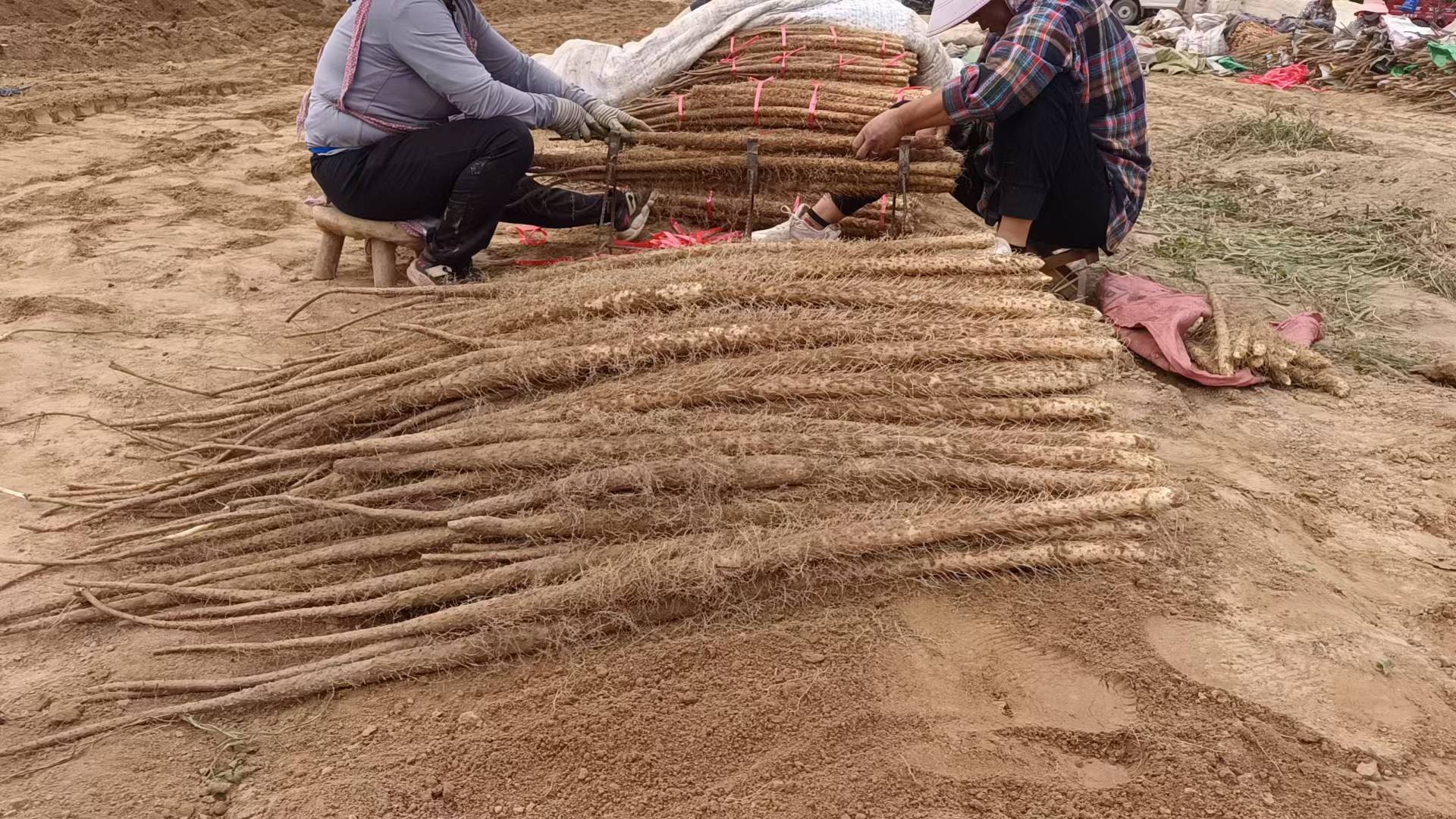 展示不同品种的山药,包括铁棍山药、毛山药和怀山药 山药的不同品种对比