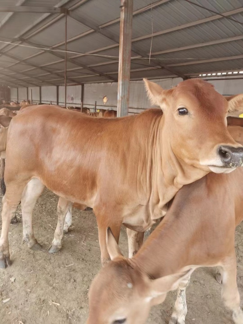 鲁西黄牛犊小黄牛改良黄牛犊100~200kg