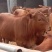 鲁西黄牛犊小黄牛改良黄牛犊100~200kg