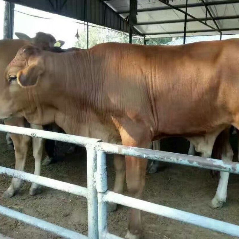 利木赞肉牛犊颜色好，耐粗好饲养场地直供，价格实惠