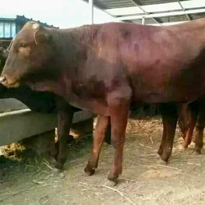 利木赞肉牛犊颜色好，耐粗好饲养场地直供，价格实惠