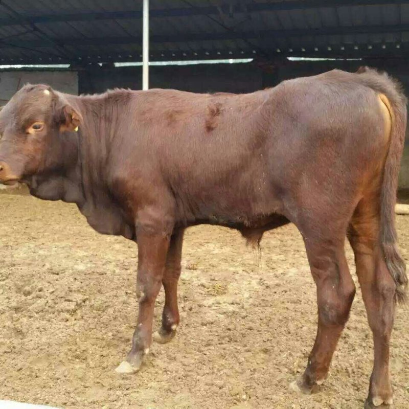 利木赞肉牛犊颜色好，耐粗好饲养场地直供，价格实惠