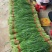 韭菜徐闻韭菜大量供应中产地一手货源品质保障量大优惠