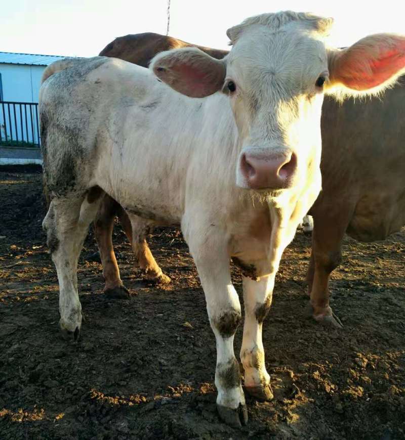 夏洛莱牛犊白牛夏洛莱牛300~600斤，养殖场直供