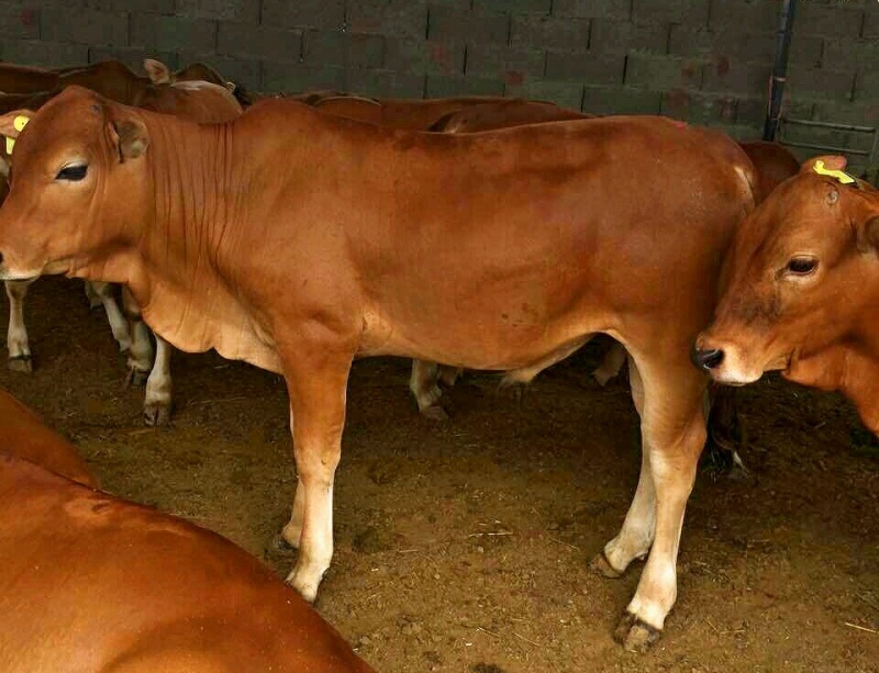 牛犊改良肉牛犊多元杂交肉牛犊，产地直发，自由挑选包送到家