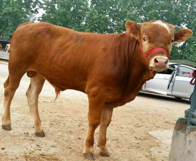 牛犊改良肉牛犊多元杂交肉牛犊，产地直发，自由挑选包送到家